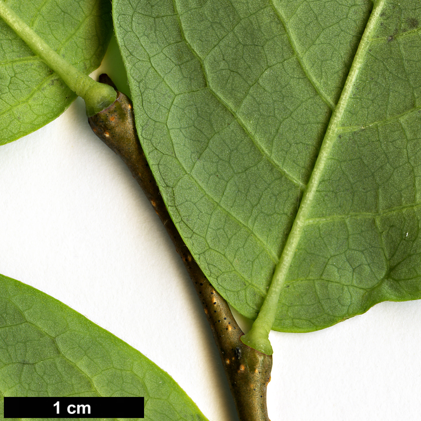 High resolution image: Family: Thymelaeaceae - Genus: Dirca - Taxon: palustris